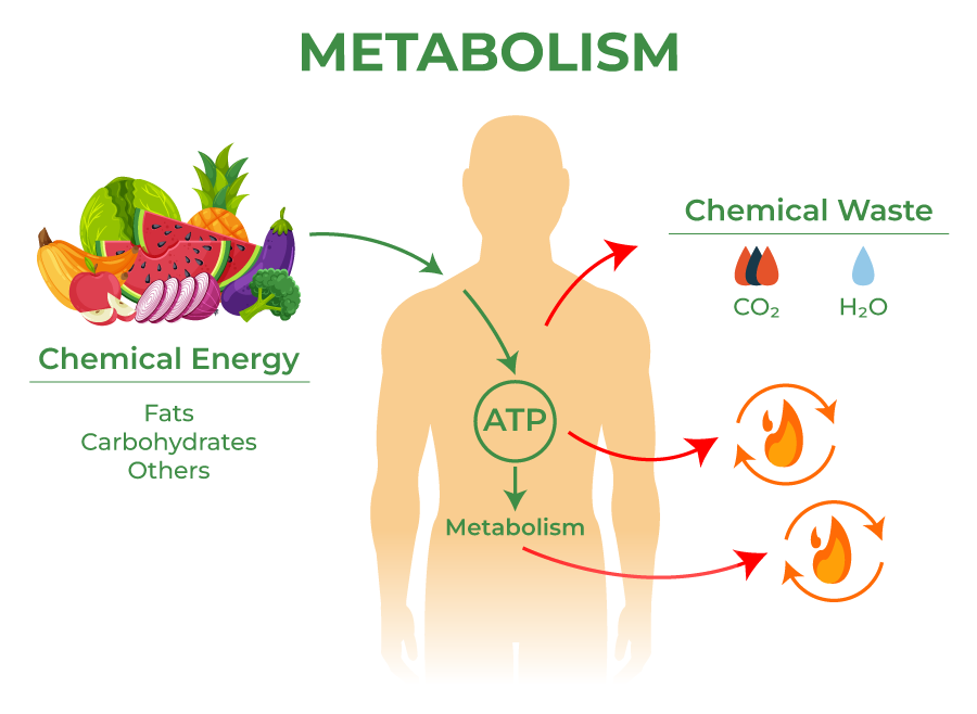 metabolism