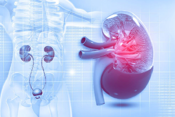 Ayurvedic understanding of dosha imbalance in urological diseases and urinary health