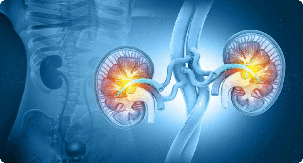 Healthy kidneys and bladder with Ayurvedic herbs and balanced diet