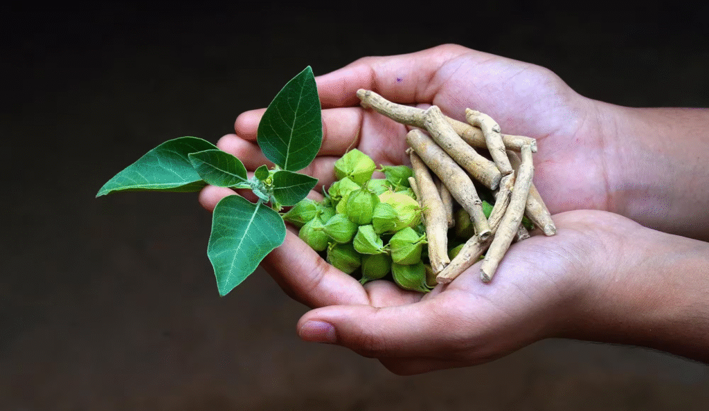 Ashwagandha herb roots and powder representing ancient Ayurvedic medicine